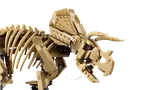 LEGO Triceratops head with articulated jaw.