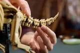 Adjusting the articulated LEGO Triceratops tail.