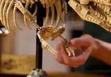 Adjusting T-Rex arm articulation