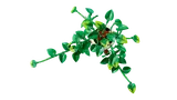 Top view of the LEGO Pothos plant.