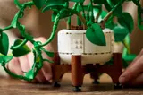 Adjusting the LEGO Pothos pot.