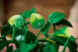 Close-up of LEGO Pothos leaves.