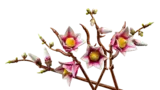 Dynamic angle of Magnolia Branches.