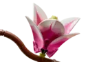 Magnolia flower close-up.