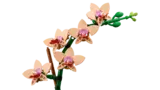 Orchid flower close-up.